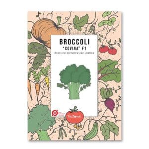 Broccolifrø