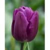 Tulipan 'Purple Prince' Storkøb