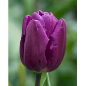 Tulipan ‘Purple Prince’ Storkøb