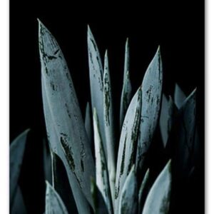 Blue Succulent II A3