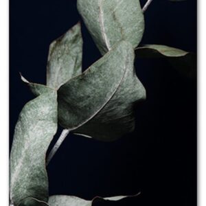Eucalyptus II A3