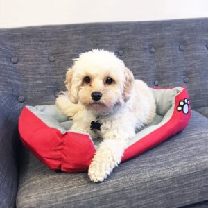 Hundekurv/kattekurv 55 – 80 cm flere farver – Sort SMALL