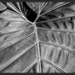 SOIL Big Leaf 02 50×70