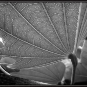 SOIL Big Leaf 50×70