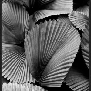 SOIL Tropic Family 02 50×70