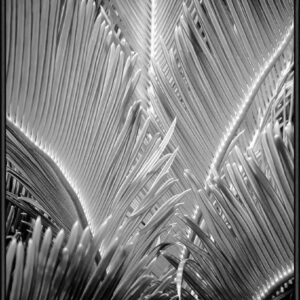 SOIL Tropic Tree 03 50×70