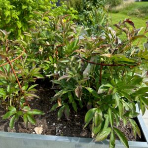 Staudeholder 10 stk. -100 cm ben