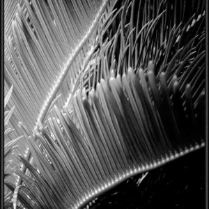 SOIL Tropic Tree 02 50×70