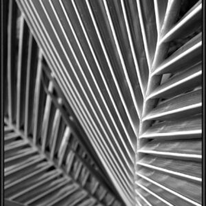 SOIL Tropical Close Up 02 50×70