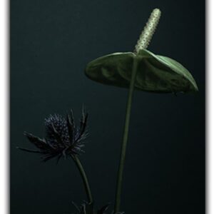 Thistle A3